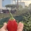 Bella Domme