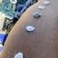 Ela Raposinha