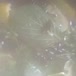 Vit Gabriela