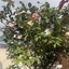 Barbie Crystal