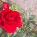 Sa Fadinha