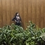 Fernanda Vianna