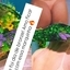 Nick Lopes
