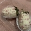 Sutilmente