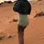 Aluna Exemplar